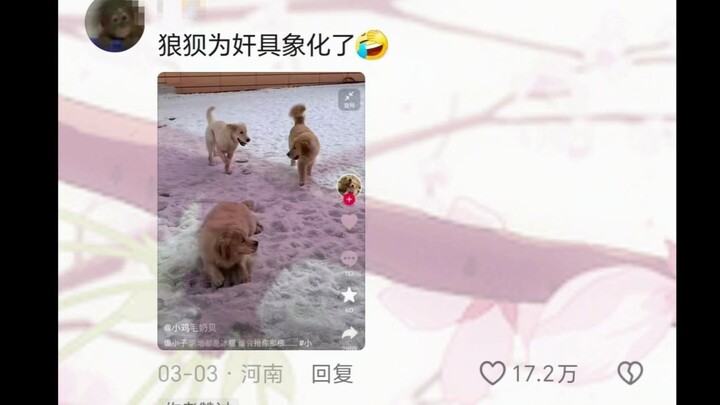 The pup was happily chomping on an ice cube when its buddy suddenly went quiet—so it promptly buried