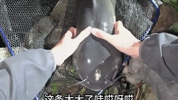Menggunakan umpan putih, ikan lele pun menggigit!