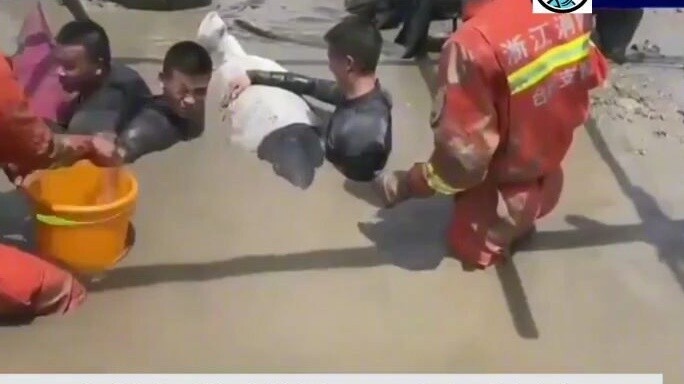 مئات من رجال الإنقاذ الصينيين ينقذون 12 حوتًا جانحًا. مستخدمو الإنترنت الأمريكيون: حياة الأمريكيين أ