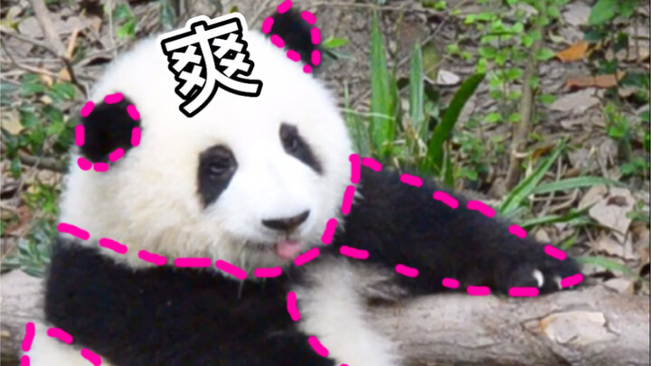 نصائح عملية للتعامل مع الباندا