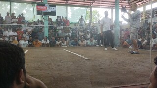 hindang 4 cocks derby first fight win