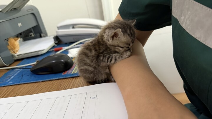 ‘🐱 Chú mèo con dễ thương đang ngủ ngon’