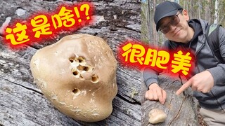 An unidentified creature suddenly appeared on a tree in Australia—anyone know what it is? See you in