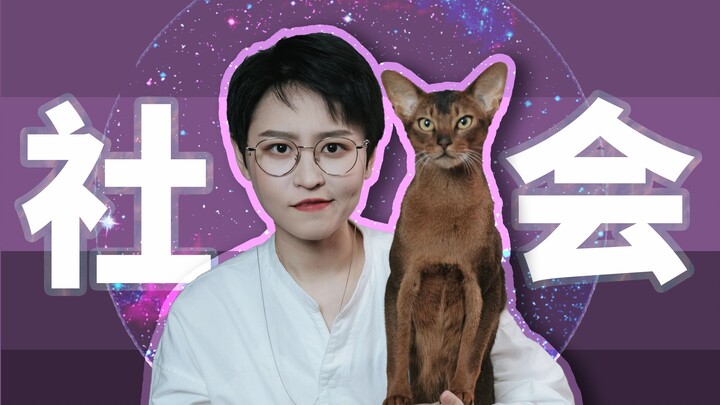 [Science of Cat Care] How to Get a Well-Behaved, Affectionate Kitten? Socialization Training Is a Mu