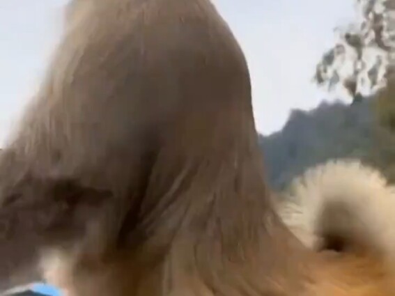 Monyet viral di Gunung Qianling, Duan Duan Lai Fu, menempuh perjalanan 14 km setiap hari untuk mampi