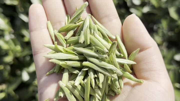 Live Coverage of the First Tea Harvest