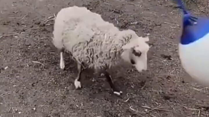 They say sheep are more stubborn than donkeys. This time I finally realized it.