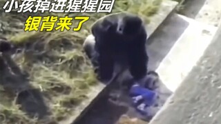 小孩掉进猩猩园！这个时候，银背大猩猩来了！