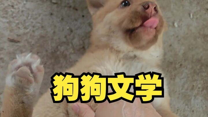 ฉันเลี้ยงสุนัขอย่างไร?