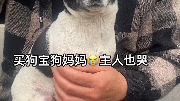买狗宝狗妈妈也哭主人也哭 