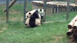【Panda】Female pandas are fighting, Jinhu is anxious