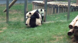 Panda betina berkelahi, harimau emas terburu-buru