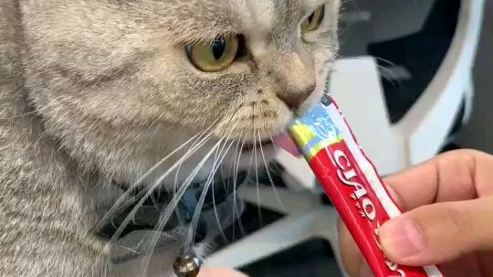 little cat
