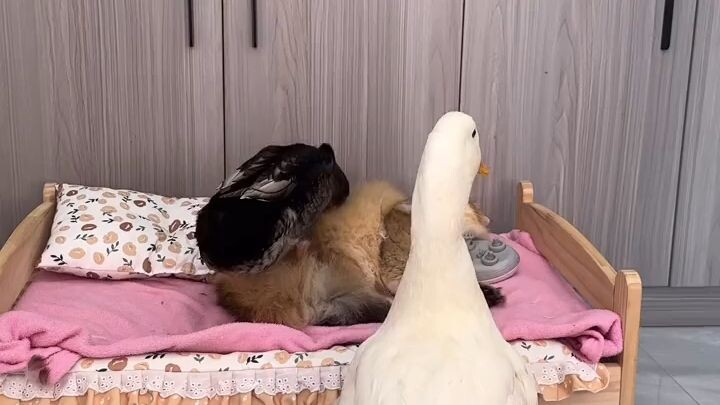 cat & ducks 😻😹😹 #short #trending #viral #catlove #fyp #kucing