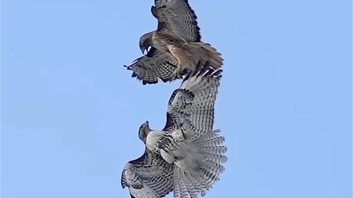 Tenderness in the Sky: When the Red-tailed Hawk turns around and realizes it’s its mate, it complete