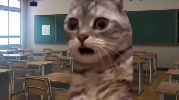 【Cat meme】"About the incident where my homeroom teacher saw me hugging a boy in the classroom like a