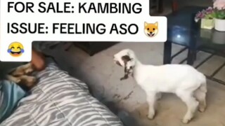 Kambing na Aso