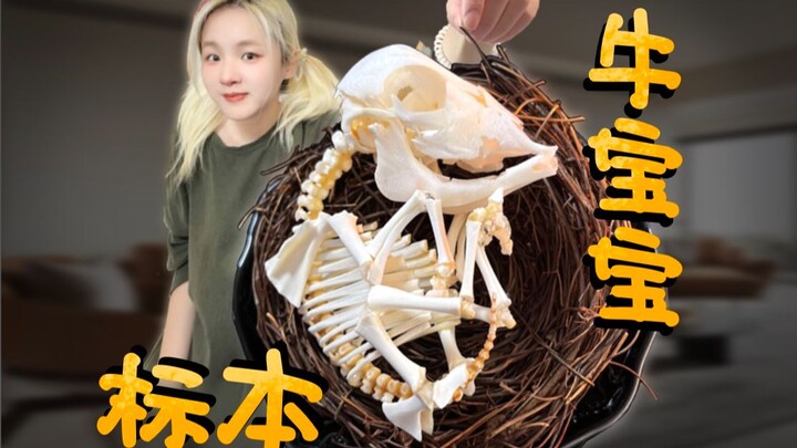 Membuat preparat dari bayi sapi yang tidak bisa lahir^Pembuatan preparat kerangka sapi^