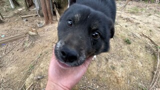 Thử nghiệm trí nhớ của chú cún, hai tháng không gặp nó còn nhận ra tôi không?