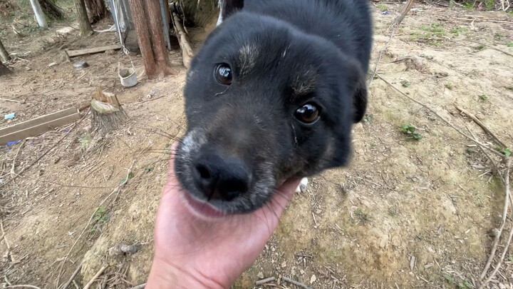 Thử nghiệm trí nhớ của chú cún, hai tháng không gặp nó còn nhận ra tôi không?