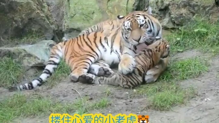 "แม่เสือกอดลูกเสือตัวน้อยที่รักเล่นด้วยกัน ดูมีความสุขมาก~"