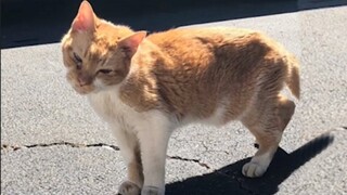 Woman Rescues 16 Years Old Cat Abandoned By Owner, To Give Him Best Life