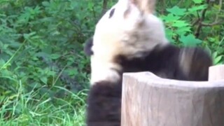 Mari kita lihat seberapa populer grup pet Liga Panda.