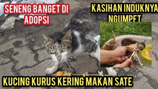 Astagfirullah Kucing Pasar Kurus Sedang Makan Makanan Sisa Yang Kotor Gak Tega Langsung Adopsi..!