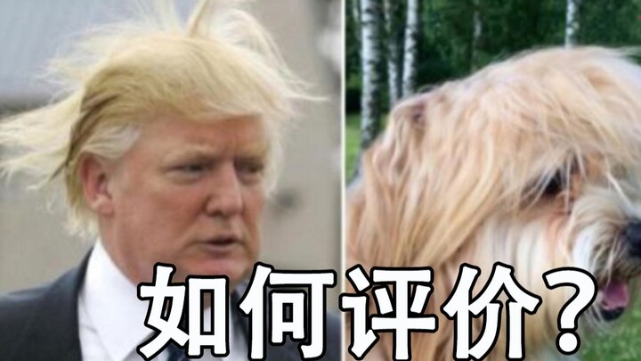 Doubt! How should we properly evaluate Trump? Does he raise pigs back home? [Reading Comments 01]