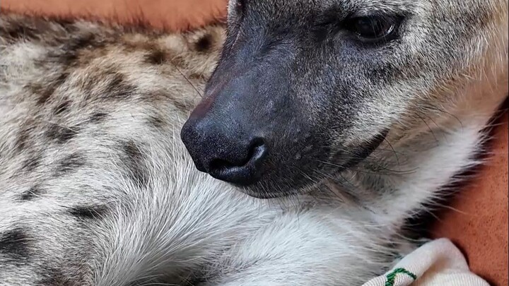 Once we shake hands, we’re friends for life!