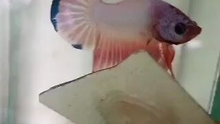 pink betta
