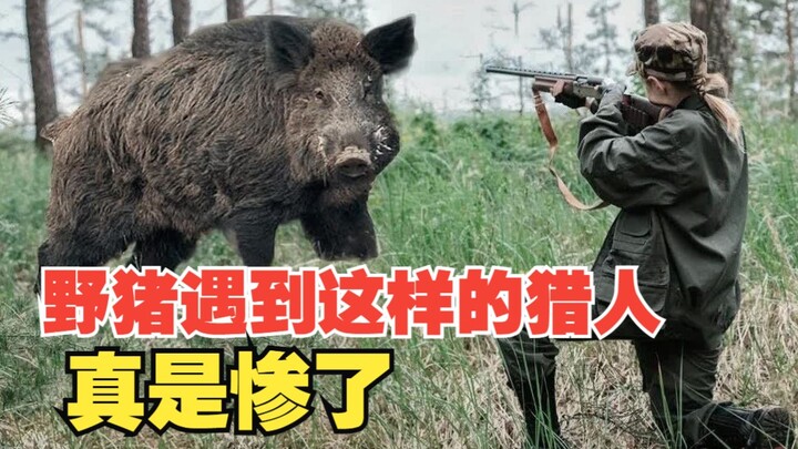 This is the right way to hunt wild boar!