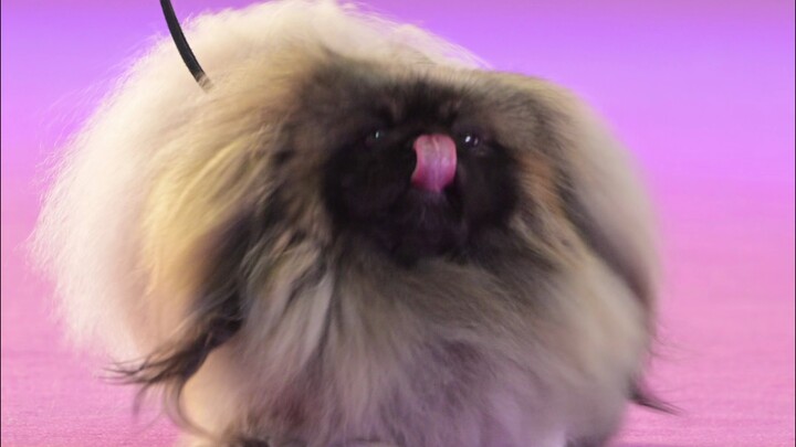 Ras anjing dari Tiongkok di pameran anjing