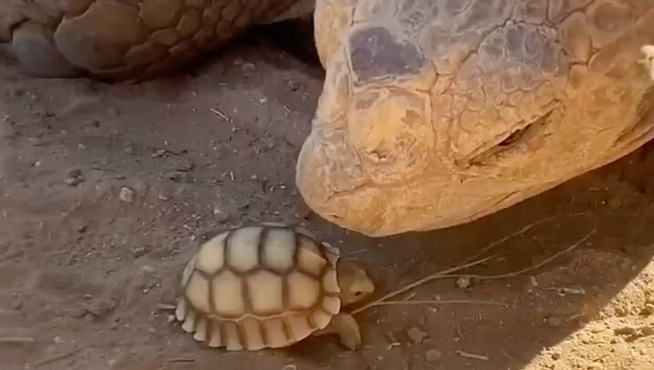 Rùa đất 45 tuổi Ike và rùa con