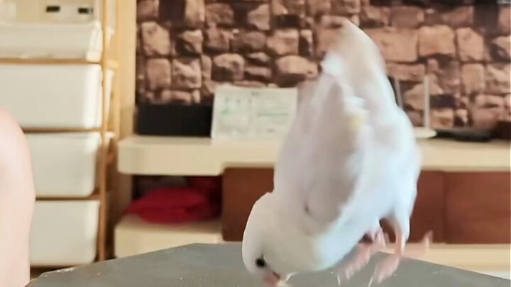 Con chim này có thể nhào lộn ngược được à?