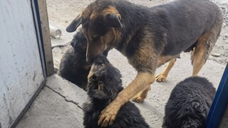 Animal|Dog Gives Birth to Babies