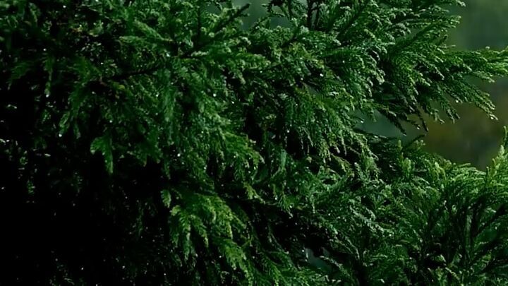 Rainy Forest Soundscape 4K Nature Video_ sleep, meditation, study, soothing,relaxation, anxiet