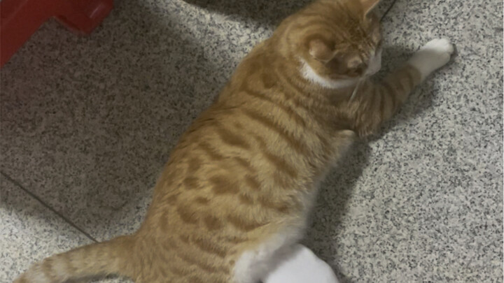 Aku ingin menyusut seratus kali lipat lalu berbaring di atas perut kucing gemuk