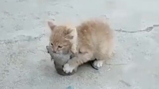 [Pecinta Hewan] Lihat anjing dan kucing yang imut!