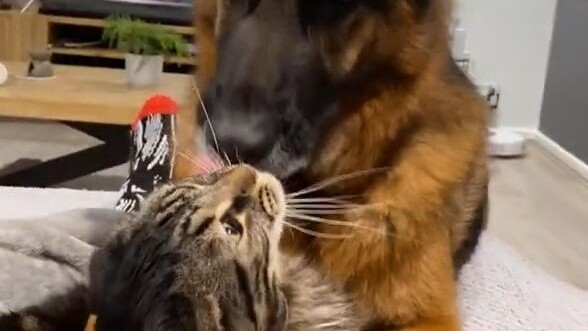 German shepherds always like to lick cats😂