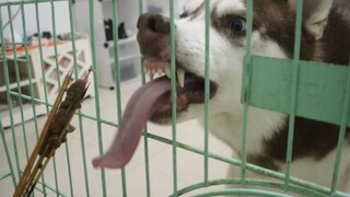 How will the Husky react when its owner hides in the dog cage and eats barbecue?