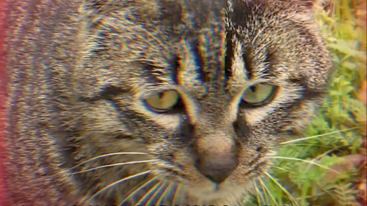 عثرت على بعض الأدلة على أن القطط الصغيرة تتحدث