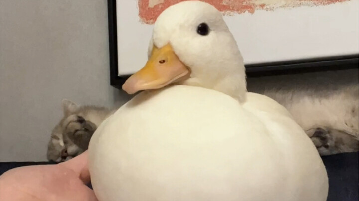 谨慎养鸭