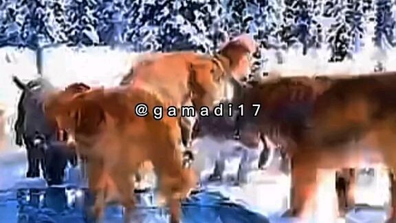 dogs protecting their self and the brown dog is the boss