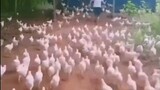 Pasukan Ayam