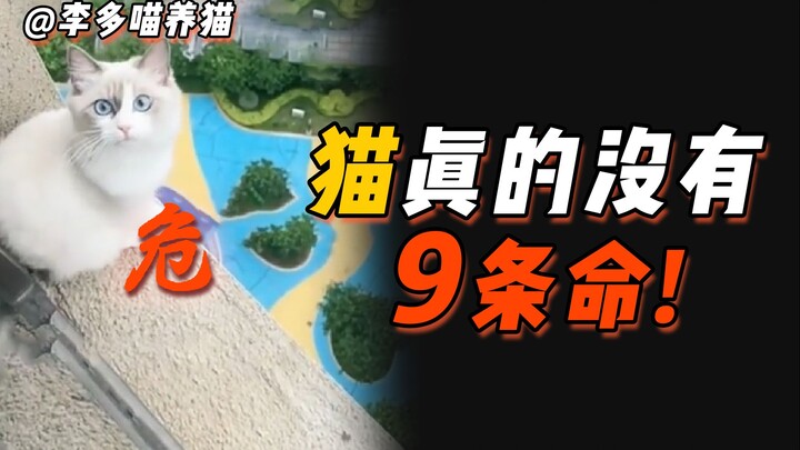 Nghĩ đến thôi đã thấy sợ! Những hành vi nuôi mèo nguy hiểm này có thể khiến mèo mất mạng bất cứ lúc 