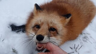A little fox mud happily spinning in circles