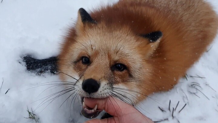 Lumpur rubah kecil yang berputar-putar karena sangat senang