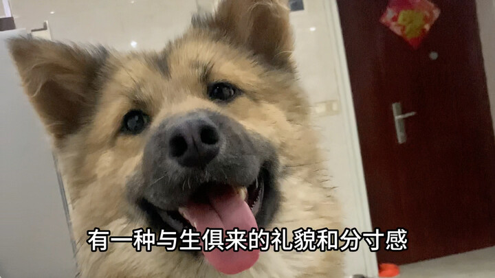 Are all puppies so polite and sensible?