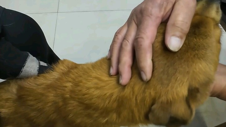 A Country Vet’s Day of Treating Cats and Dogs